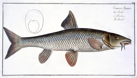 Barbo (Cyprinus Barbus) lámina XVIII de 